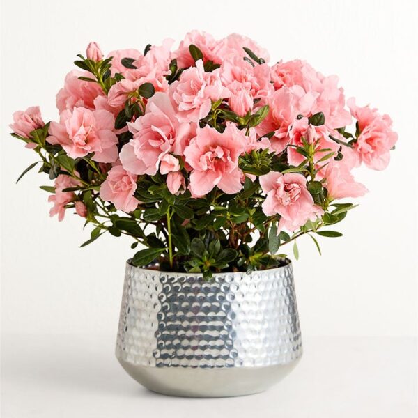 Pretty In Pink Azalea