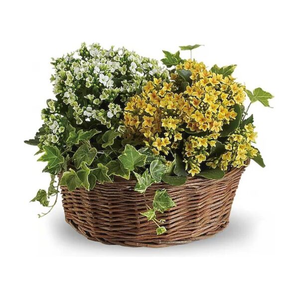 Basket of Joy