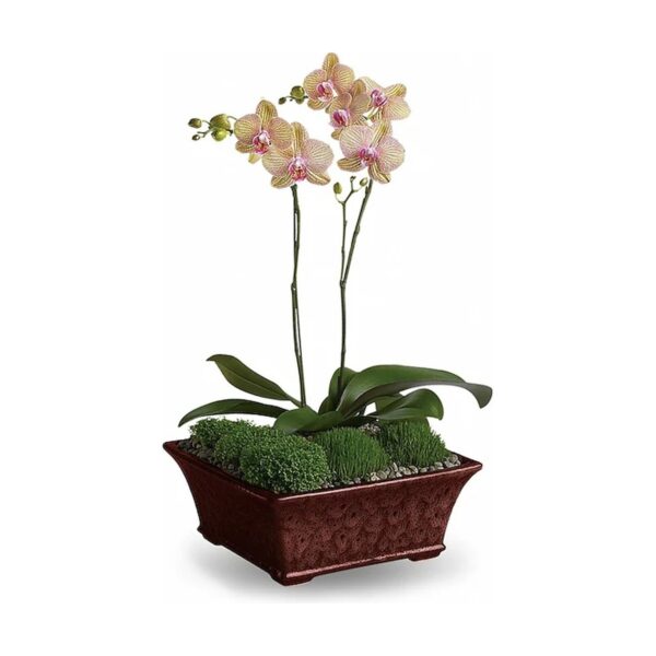Divine Orchid