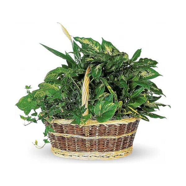 Large Basket Garden
