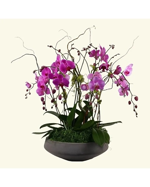 Orchid Garden Style B Plant