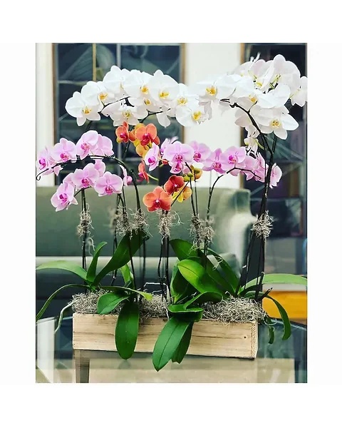 Orchid Garden Style C Plant