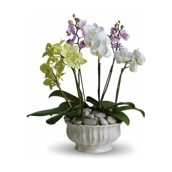 Regal Orchids