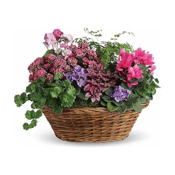 Simply Chic Mixed Plant Basket