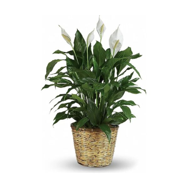 Simply Elegant Spathiphyllum (Peace Lily) - Large