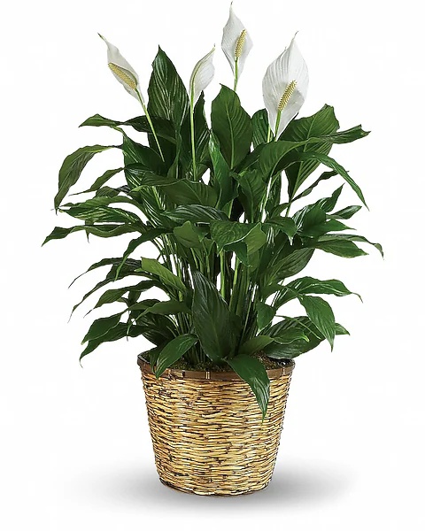 Simply Elegant Spathiphyllum (Peace Lily) - Large