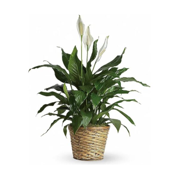Simply Elegant Spathiphyllum (Peace Lily) - Medium