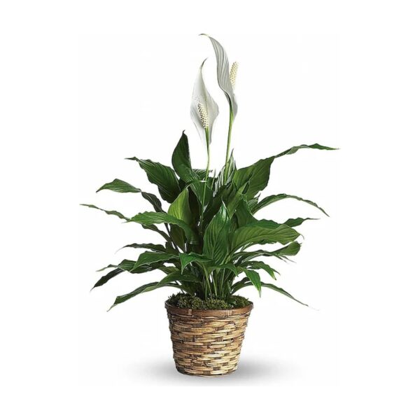 Simply Elegant Spathiphyllum (Peace Lily) - Small
