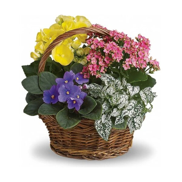 Spring Has Sprung Mixed Basket