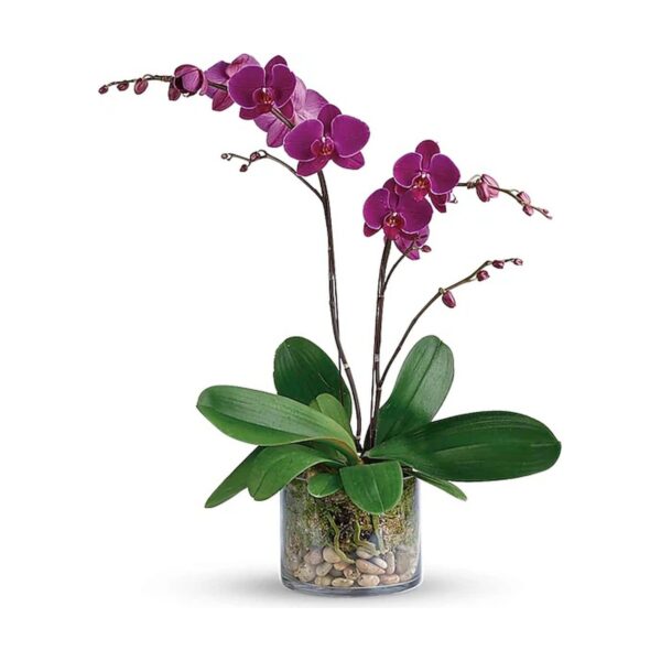 Glorious Gratitude Orchid