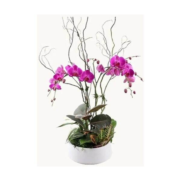 Orchid Garden Style A Plant