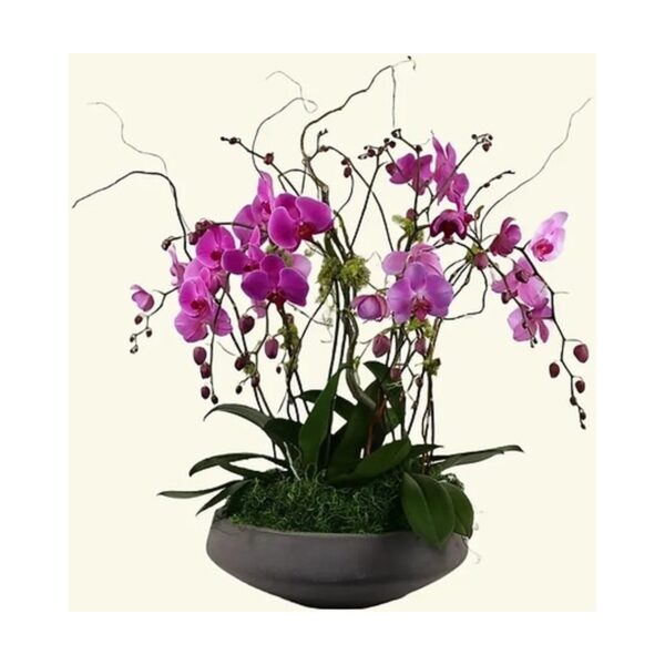 Orchid Garden Style B Plant