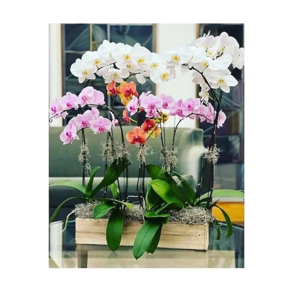 Orchid Garden Style C Plant