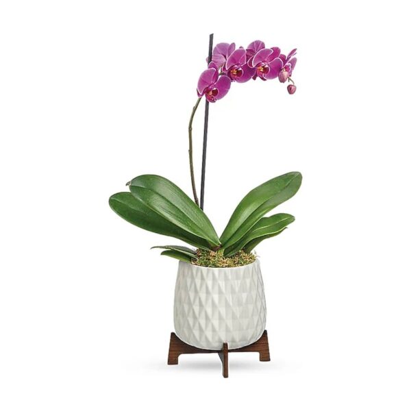 Teleflora's Architectural Orchid Plant