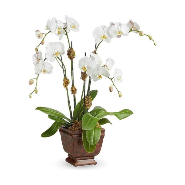 Teleflora's Blossoming Orchid Plant