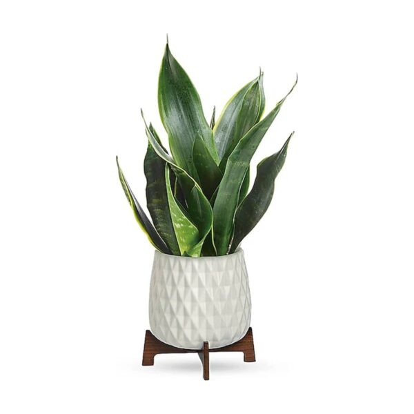 Teleflora's Growing Art Sansevieria Plant