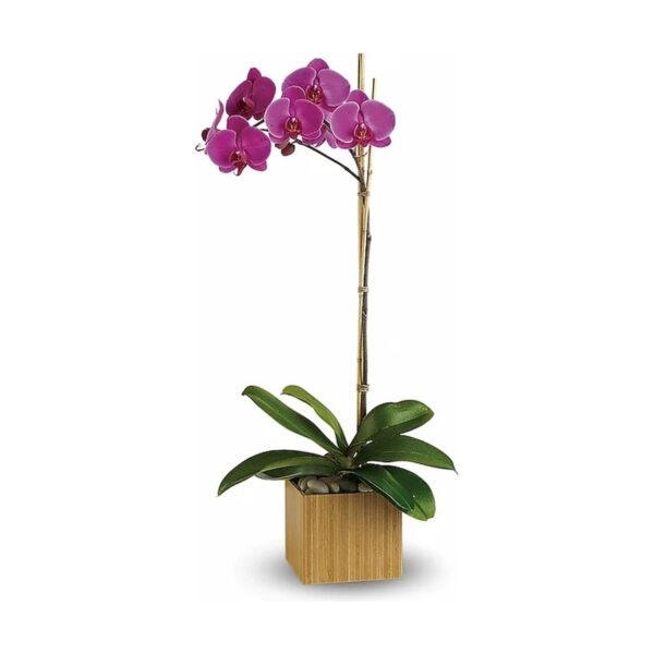 Teleflora's Imperial Purple Orchid
