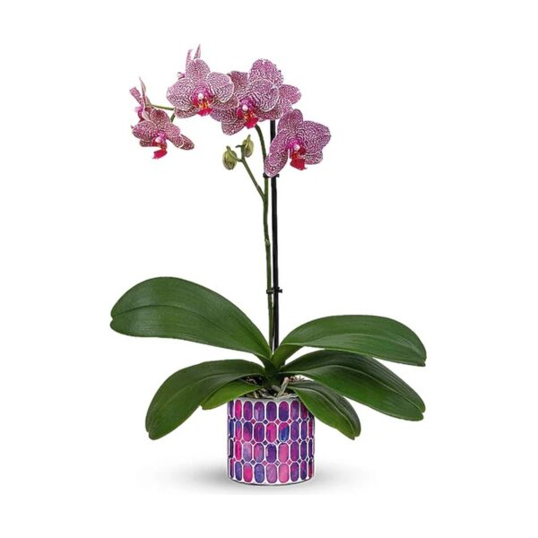 Teleflora's Jewel Shine Orchid