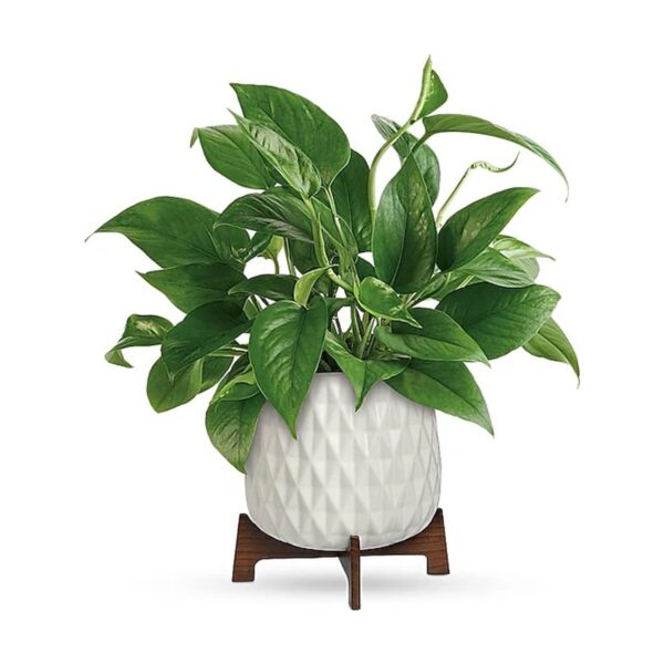 Teleflora's Lush Leaves Pothos Plant