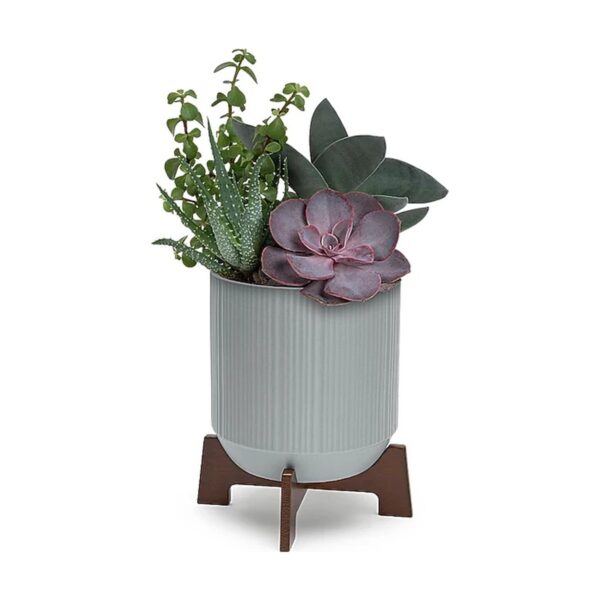 Teleflora's Mod Succulents