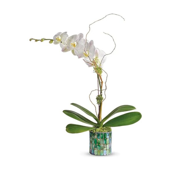 Teleflora's Stained Glass Orchid